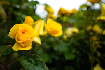 yellow rose in the garden