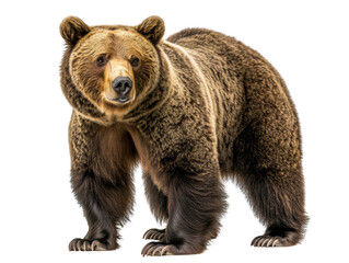Fototapeta premium Grizzly Bear Standing on All Fours