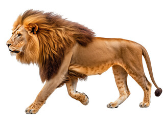 Obraz premium Majestic Lion Walking with Flowing Mane