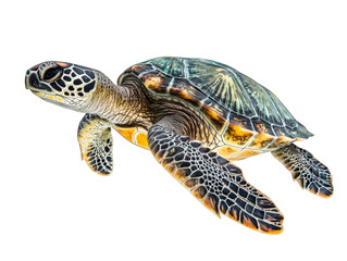Fototapeta premium Detailed Underwater Turtle Swimming in Clear Water