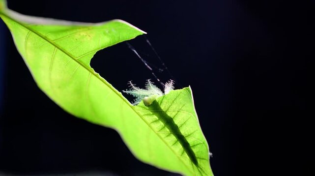 Close Up Common Baron Butterfly Caterpillar (Euthalia aconthea) while eating mango leaves
