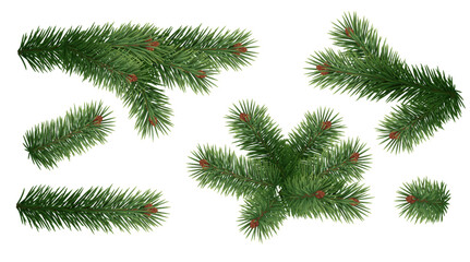 Evergreen tree tender branches realistic vector icons set. Natural fir plant twigs 3d objects illustrations bundle on white background