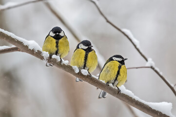 Tits are sitting on a branch.
