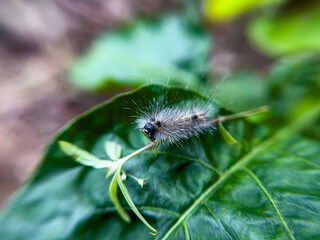 The caterpillar lives on the leaves