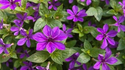 Vibrant purple flower petals and leaves in a garden setting, flowers, botanical, vibrant