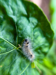 The caterpillar lives on the leaves