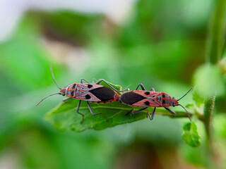 The Common Milkweed Bug (Oncopeltus fasciatus), also known as the Large Milkweed Bug