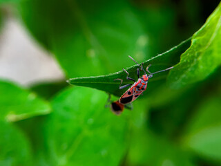 The Common Milkweed Bug (Oncopeltus fasciatus), also known as the Large Milkweed Bug