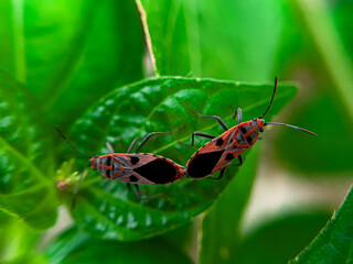 The Common Milkweed Bug (Oncopeltus fasciatus), also known as the Large Milkweed Bug