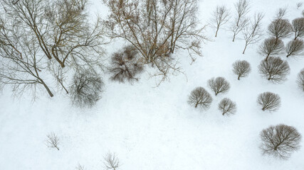 bare trees in snow-covered park at cloudy winter day. aerial view from drone.