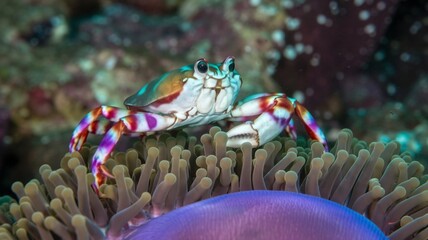 Big Crab walking along the sand beach with the sea water rolling in and out.