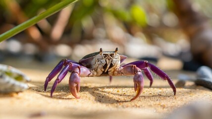 Big Crab walking along the sand beach with the sea water rolling in and out.