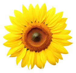 PNG Sunflower petal plant white background.