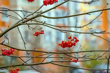 The branches and berries of the mountain ash are wet from the rain