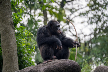 Male Chimpanzee (Pan Troglodytes, Chimp) Playing with Stick -  a species of great ape