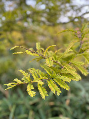 森の植物