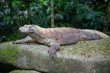 Komodo Dragon (Varanus Komodoensis, Komodo Monitor) sunning itself on mossy rock. World's largest monitor lizard endemic to Komodo, Rinca, Flores, and Gili Motang Island, Indonesia.