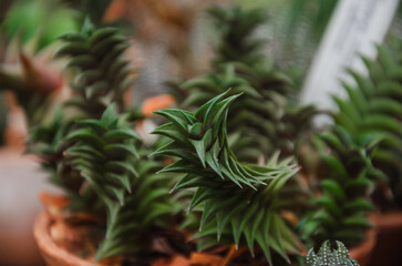 apikra or astroloba exotic potted succulent