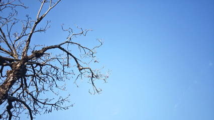 Dry branches on a blue background.