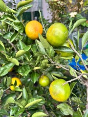 a tangerine ripening from a tree
