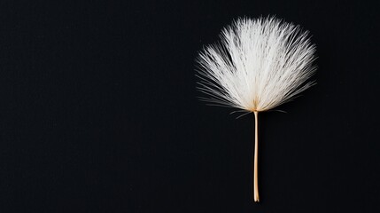 A delicate white flower against a dark background, showcasing its unique texture and elegance for various artistic applications.