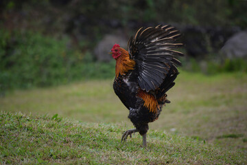 Black red color rooster chicken standing in the field, flapping wing. standing on a patch of grass. The rooster has a vivid red comb and wattle, with a glossy black tail. 