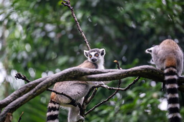 Ring-Tailed Lemur (Lemur Catta, Ring Tailed Maucauco), a wet-nosed (Strepsirrhine) primate