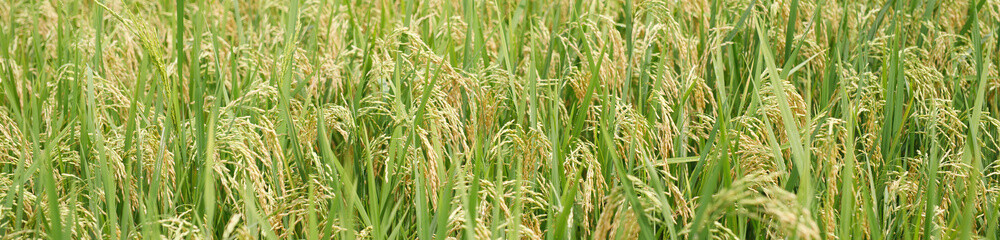 Agriculture, hand tenderly gently touching holding a young rice in the paddy field outdoor.