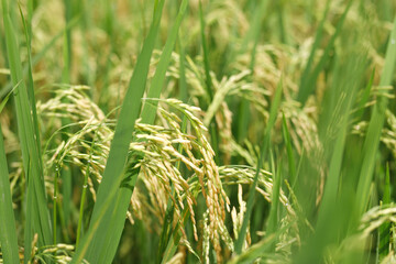 Agriculture, hand tenderly gently touching holding a young rice in the paddy field outdoor.
