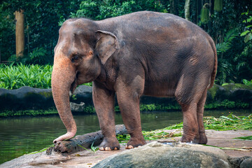 Asian Elephant (Elephas Maximus, Asiatic Elephant, Indian Elephant) close up, standing in front of water pond or pool