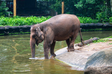 Asian Elephant (Elephas Maximus, Asiatic Elephant, Indian Elephant) close up, entering water pond or pool