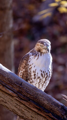 Hawk on Watch