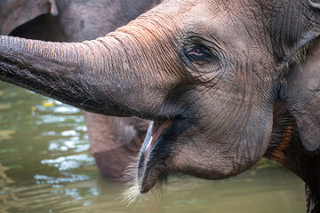 Asian Elephant (Elephas Maximus, Asiatic Elephant, Indian Elephant) close up with mouth open for...