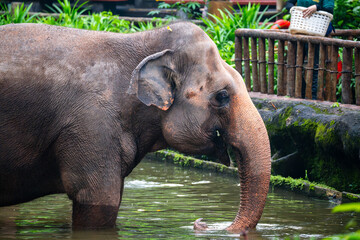 Asian Elephant (Elephas Maximus, Asiatic Elephant, Indian Elephant) close up, in water pond or pool. Elephant Handler with basket of food in background.