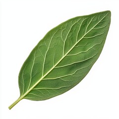 Obraz premium Detailed view of a fresh green leaf, showcasing its intricate veins and textures against a white background.