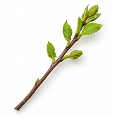 Fototapeta premium Fresh green twig with budding leaves on a white isolated background.