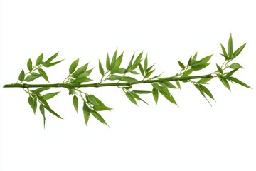 Fototapeta premium Green bamboo branch with fresh leaves on a white isolated background.