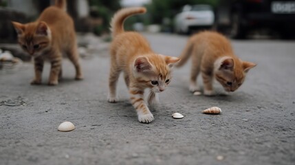 Three Orange Tabby Kittens Playing with Seashells on a Gray Pavement