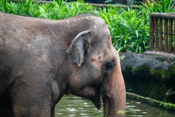 Naklejka premium Asian Elephant (Elephas Maximus, Asiatic Elephant, Indian Elephant) close up on face or head, in water pond or pool
