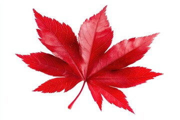 Vibrant red maple leaf isolated on white background showcasing detailed veins and shape.