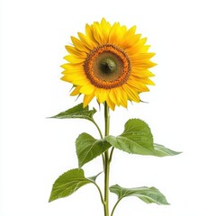 Vibrant sunflower isolated on a white background, showcasing its rich colors and details.