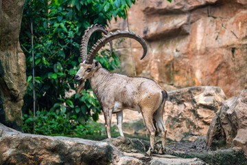 Mature Male Nubian Ibex (Capra Nubiana) with large horns. Native to Egypt, Jordan, Oman, Israel, Palestine, Saudi Arabia and Sudan