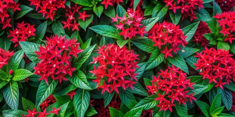 Fototapeta premium Aerial View of Vibrant Red Pentas Lanceolata in Blooming Garden - Egyptian Starcluster Flowering Plants, Nature's Beauty, Colorful Landscapes and Gardening Inspiration