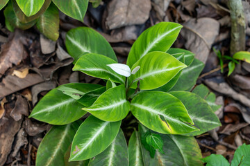 Spathiphyllum Zebra (Peace Lily) is characterised by its distinctive variegated foliage, which feature bold stripes of creamy white or yellow on deep green leaves, resembling the stripes of a zebra.