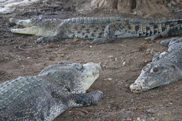 alligator in the swamp the very amazing saltwater crocodile