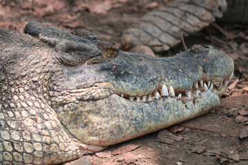 crocodile in the zoo the very amazing saltwater crocodile