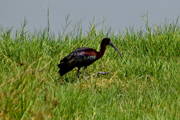 winged stilt