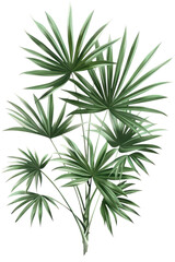 PNG Botanical illustration palm polly plant leaf tree.