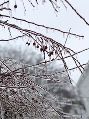Icy branch