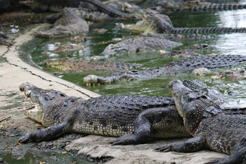 Alligator ready to look for something to eat